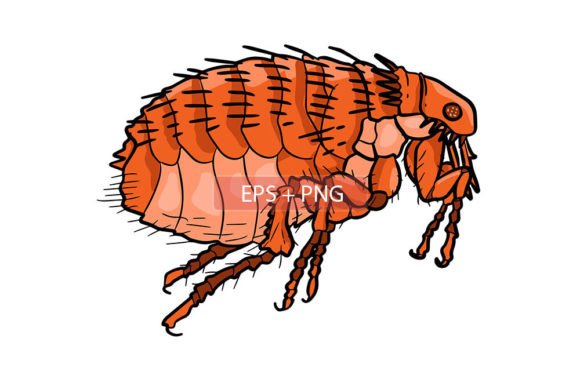 Download Flea Insect Animal Illustration - Illustration Collection
