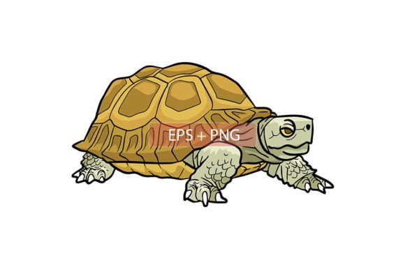 Download Tortoise Animal Illustration - Illustration Collection